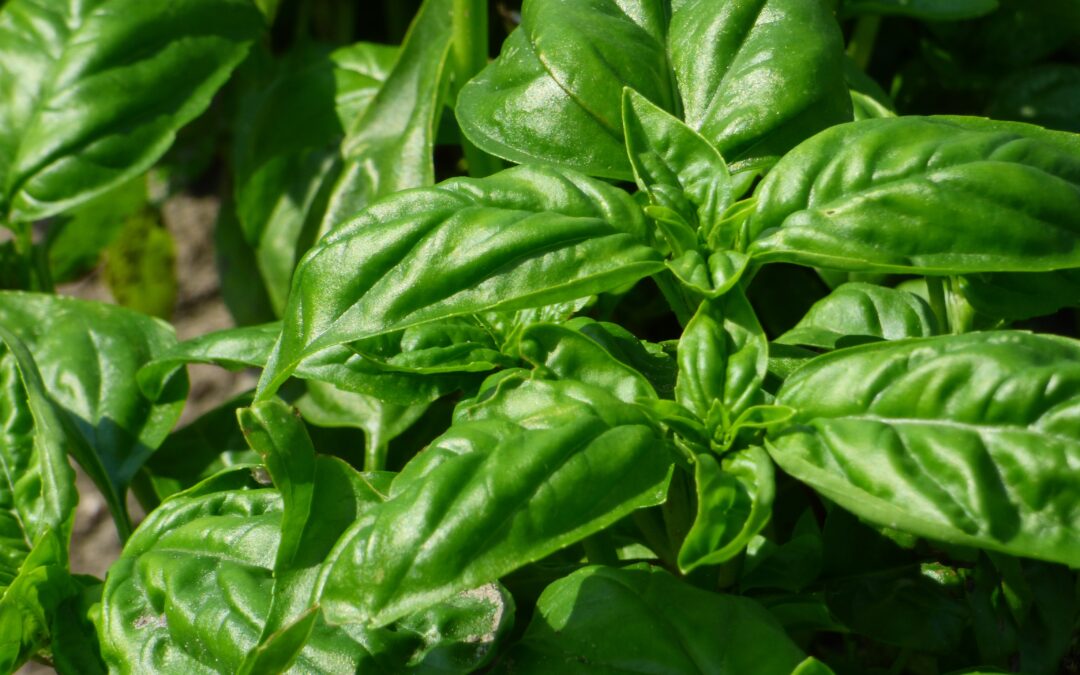 Basil