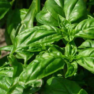 Basil Italian Classic