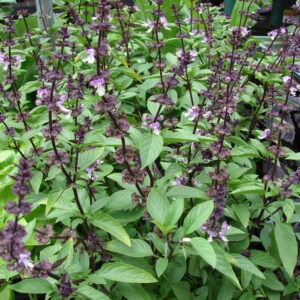 Basil Thai