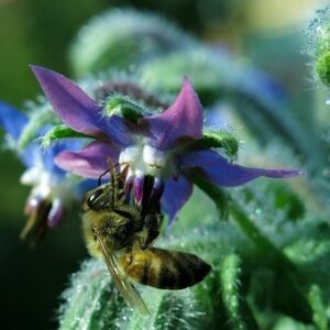 Borage