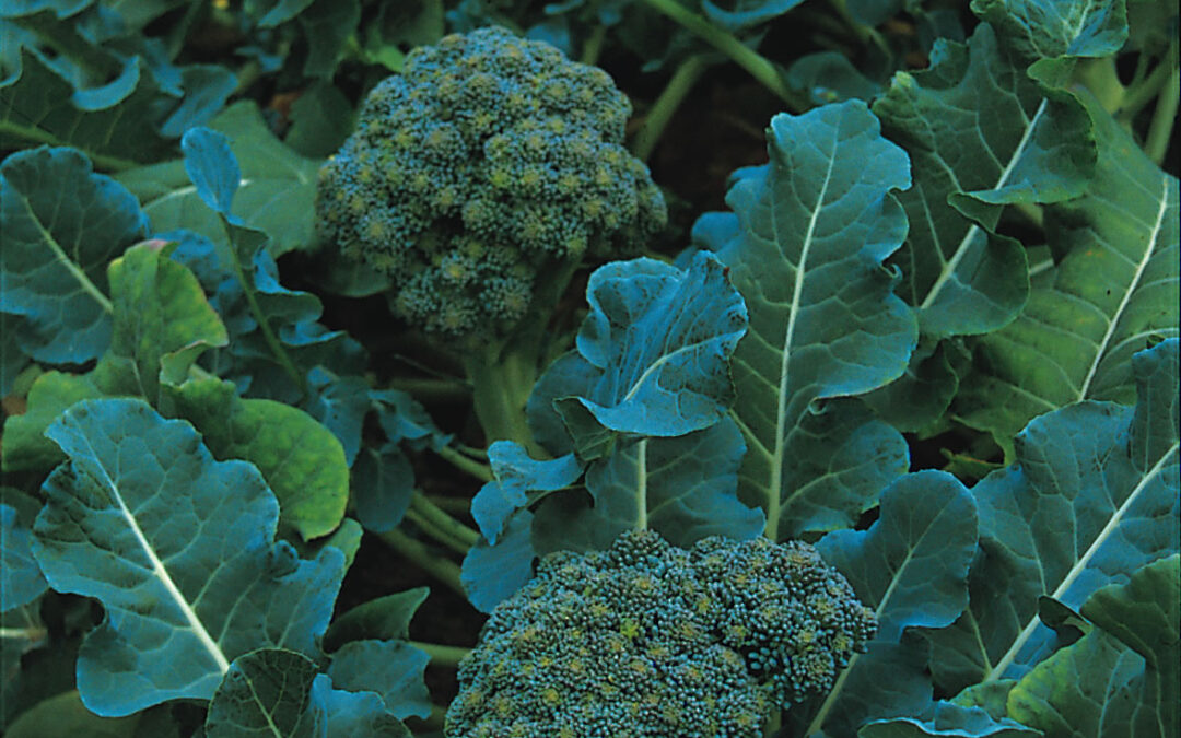 Broccoli (Calabrese)