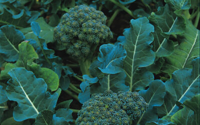 Broccoli (Calabrese)