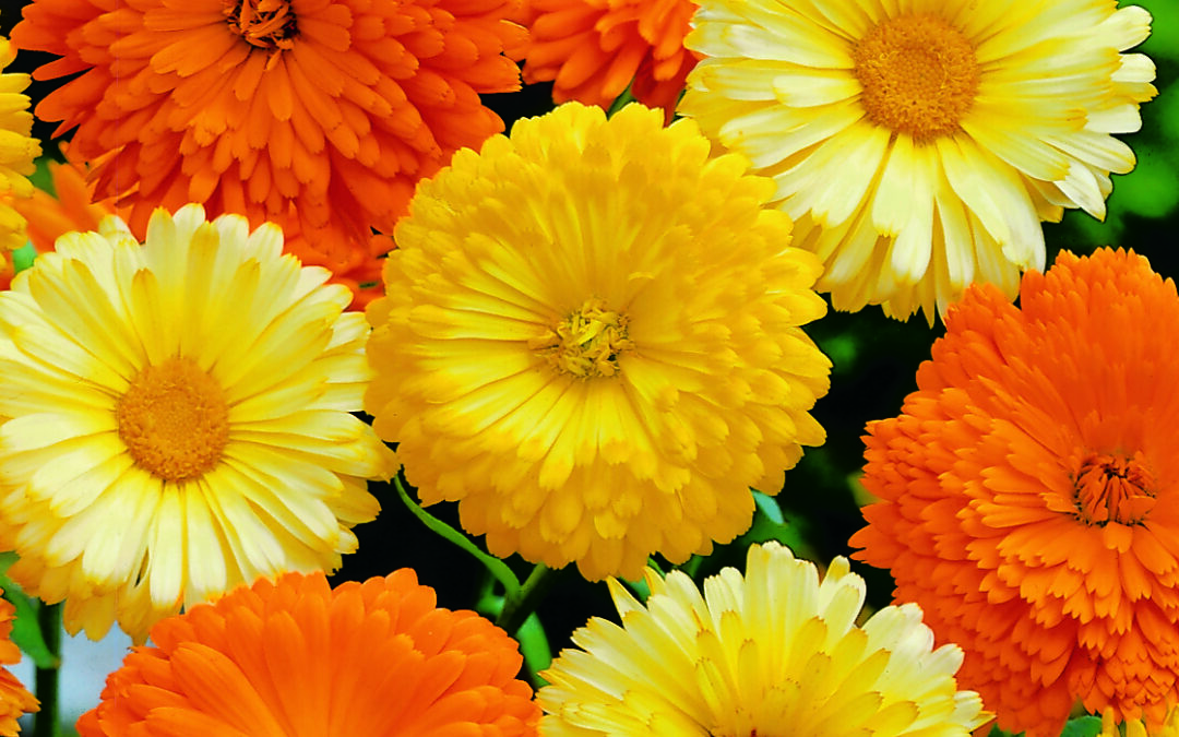 Calendula