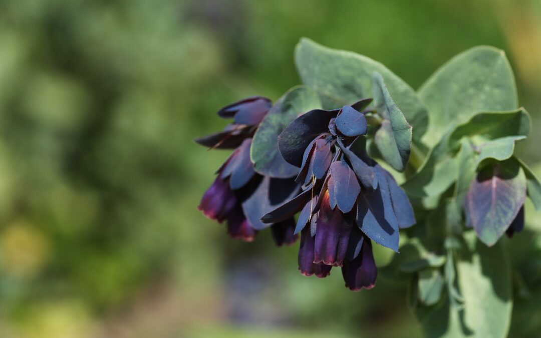 Cerinthe Purpurascens