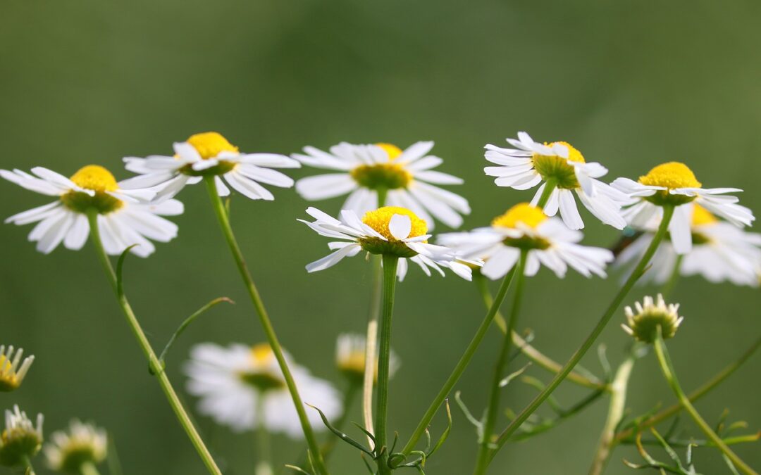 Chamomile