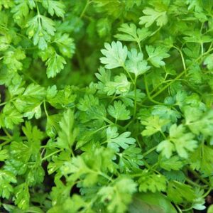 Chervil