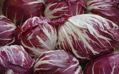 Chicory