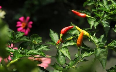 Chilli Peppers