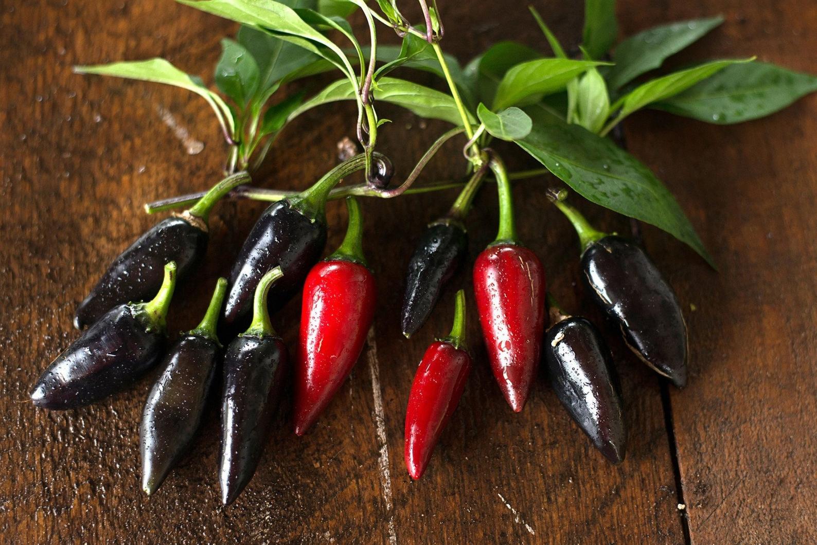 Chilli Hungarian Black