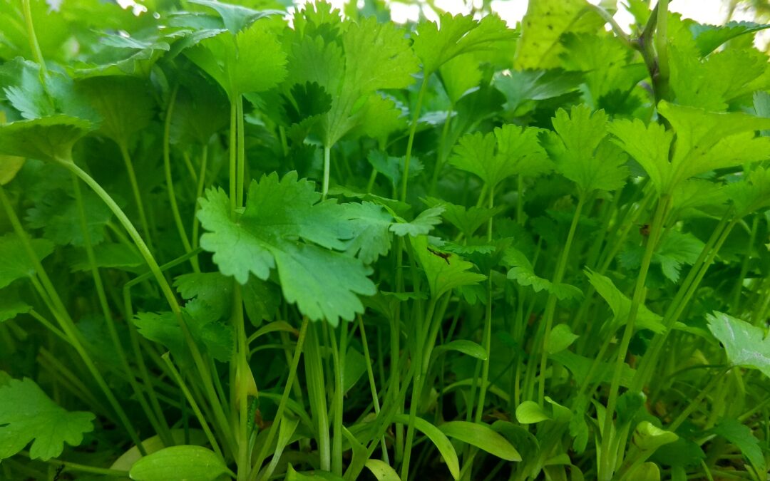Coriander