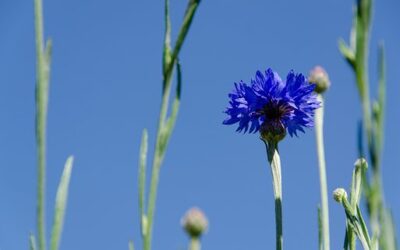 Cornflower