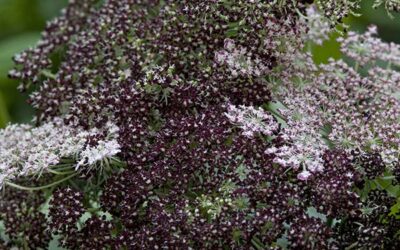 Daucus Carota