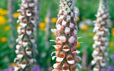 Digitalis