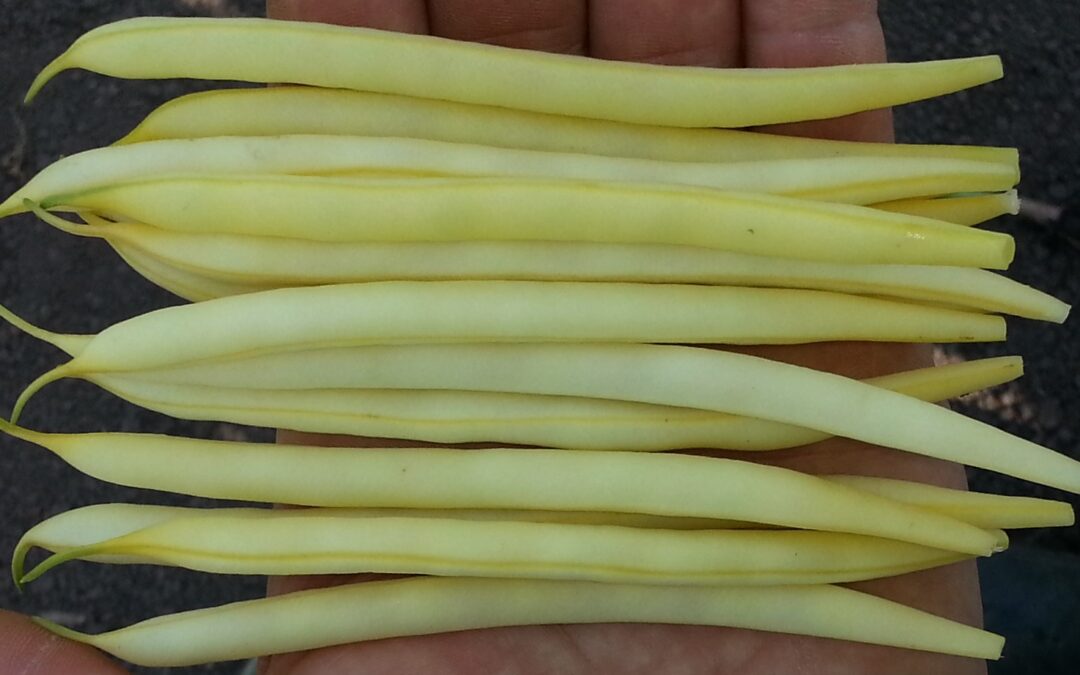 French Beans