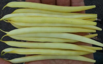 French Beans