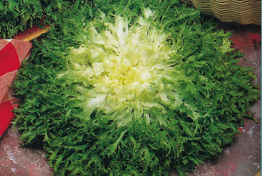 Endive