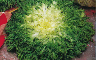 Endive