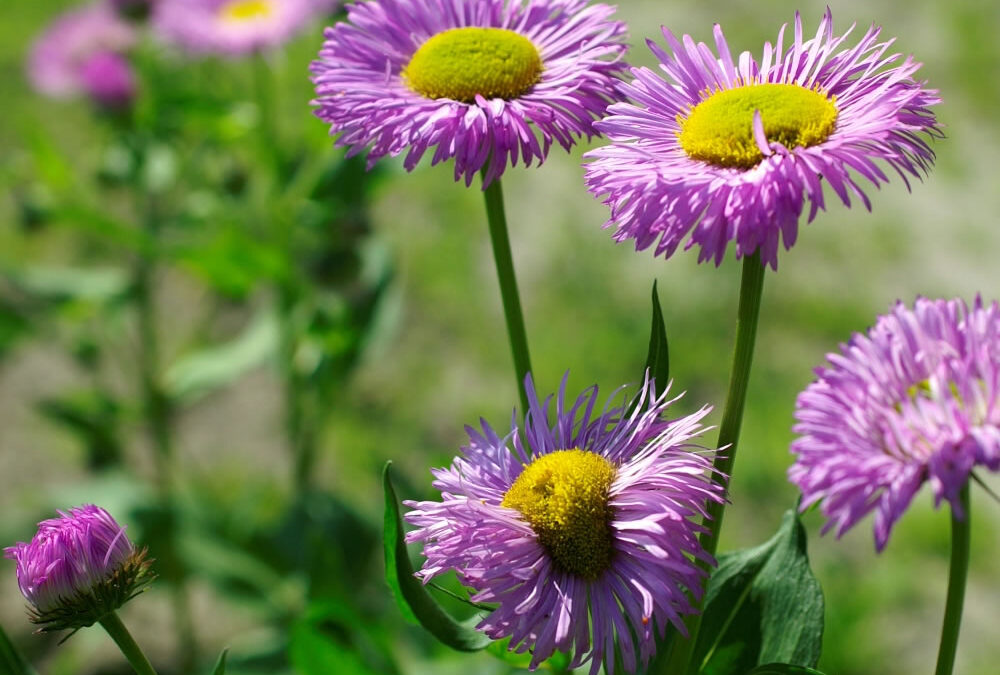 Erigeron
