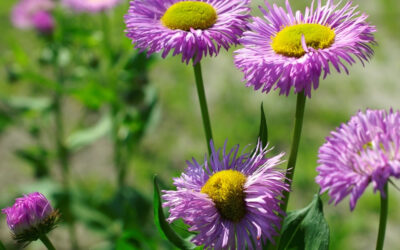 Erigeron