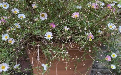 Erigeron
