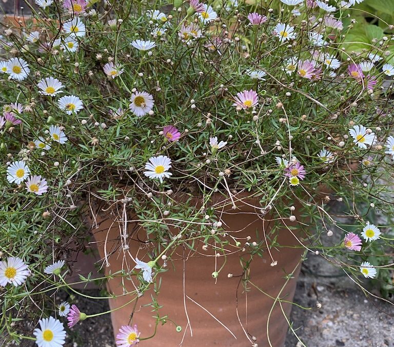 Erigeron