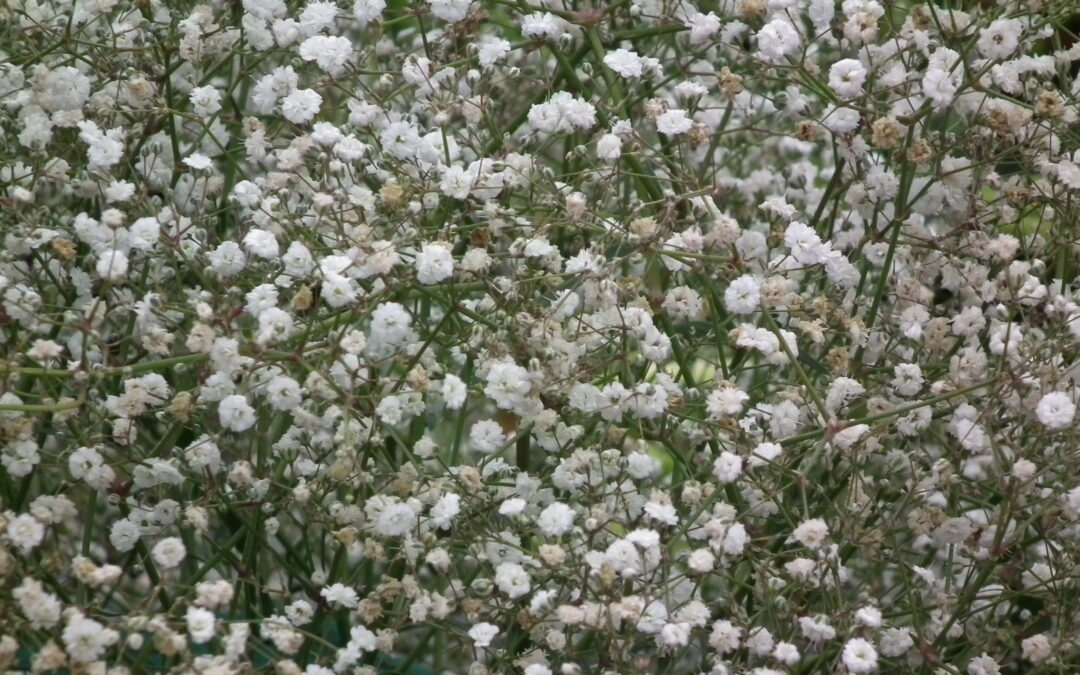 Gypsophila