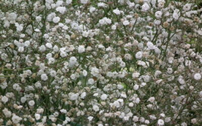 Gypsophila