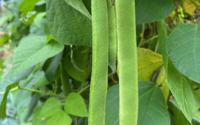 Runner Beans
