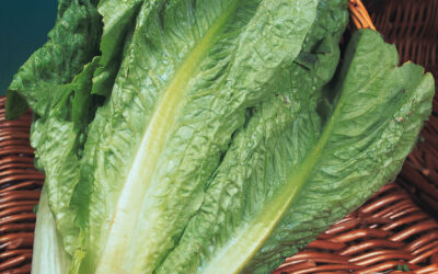 Lettuce