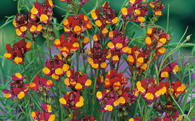 Linaria reticulata