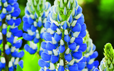 Lupin
