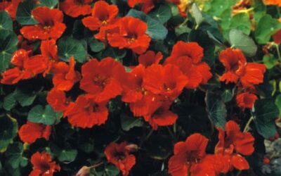 Nasturtium