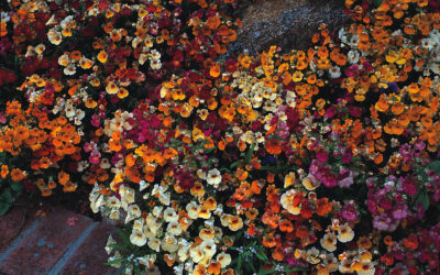 Nemesia