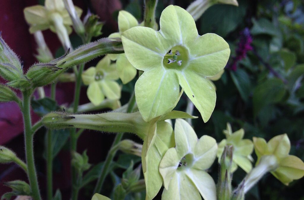 Nicotiana