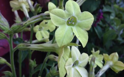 Nicotiana