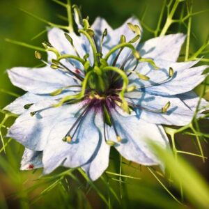 Nigella 'miss jeykll'