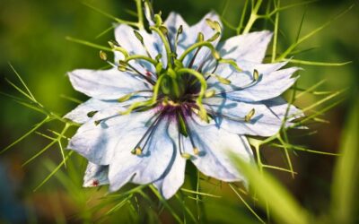 Nigella