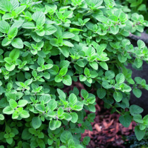 Marjoram