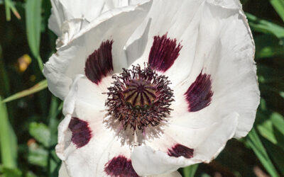 Poppy (Papaver)