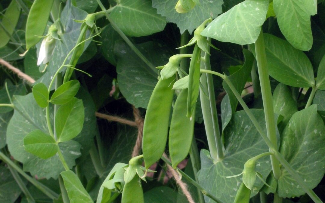 Peas