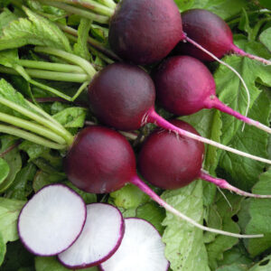Radish - Malaga Violet