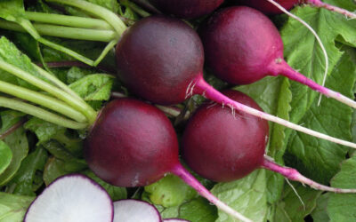 Radish