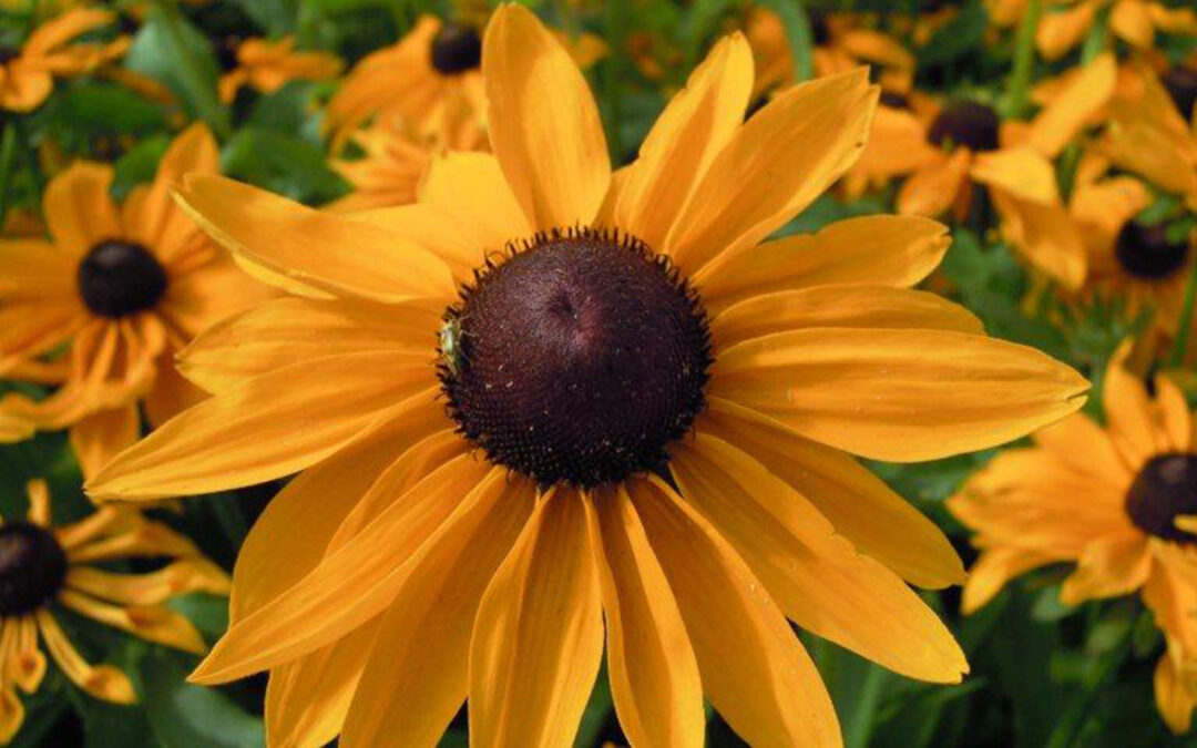Rudbekia
