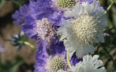 Scabious