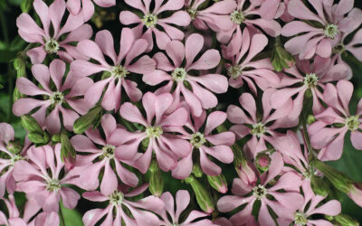 Silene