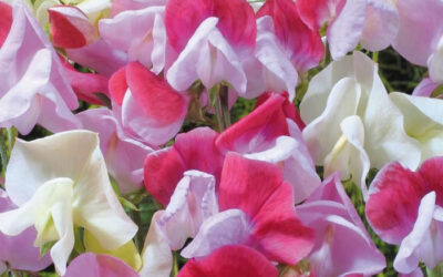 Sweet Peas