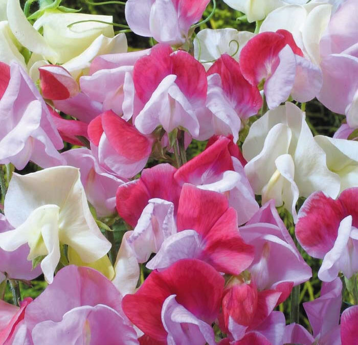 Sweet Peas