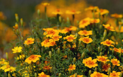 Marigold (Tagetes)