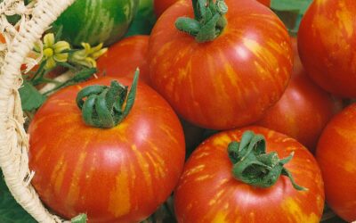 Tomato