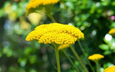 Achillea Fillipendula